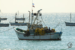 The Mancora fishing fleet returns every morning with a fresh catch